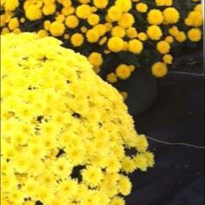 Meet your Posher, Deanetta